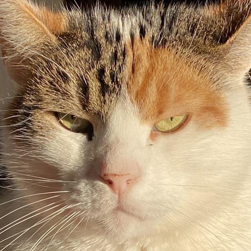 shrimp's avatar